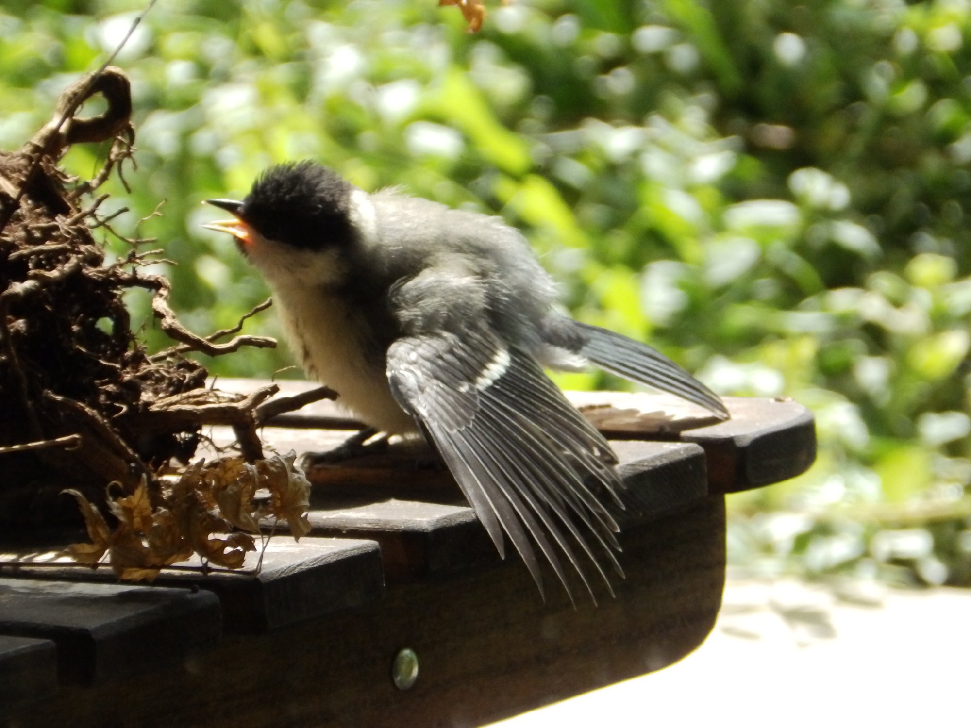 Great tit fledgling on the terrace