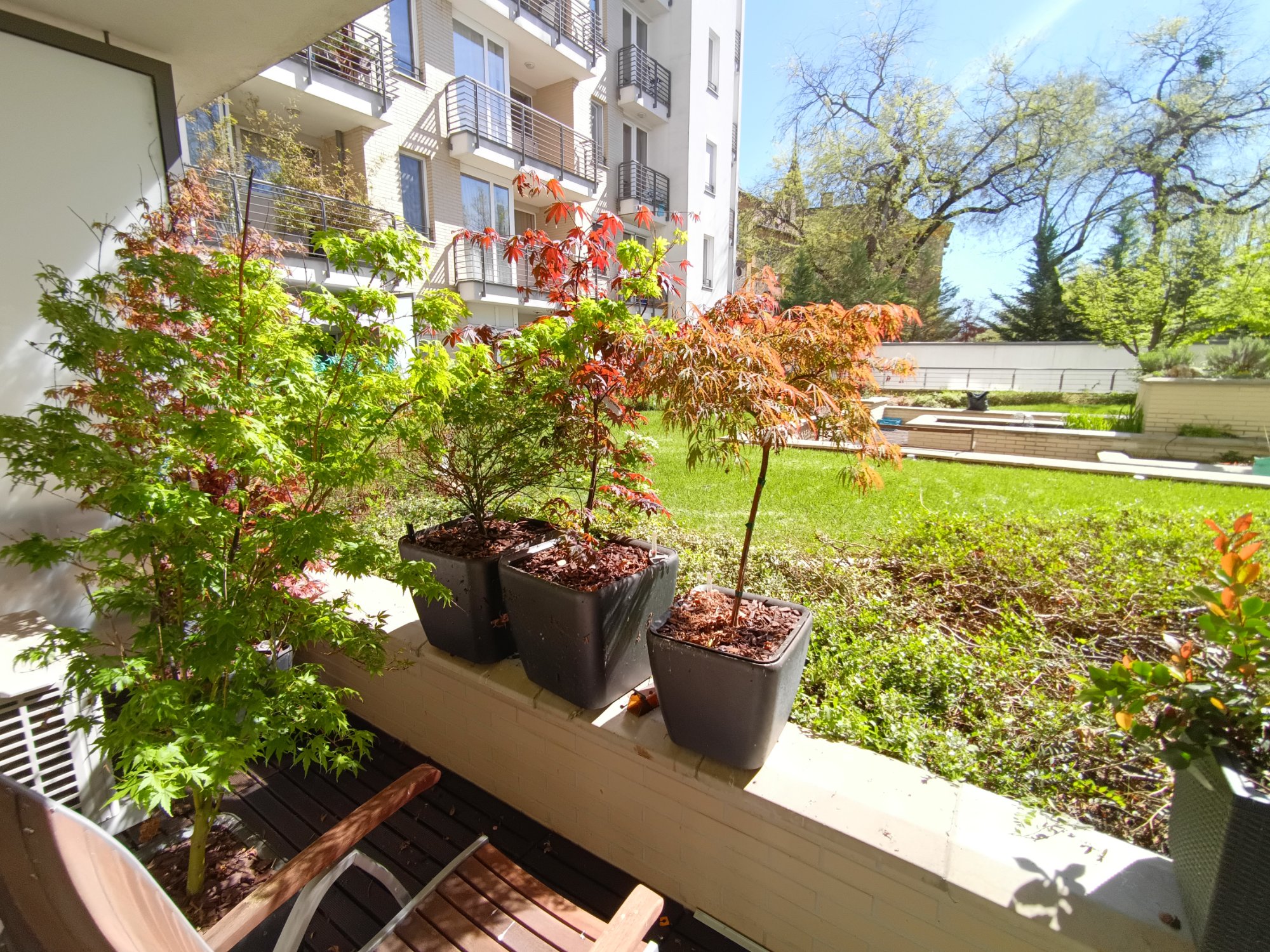 Terrace with Japanese maples and inner courtyard garden