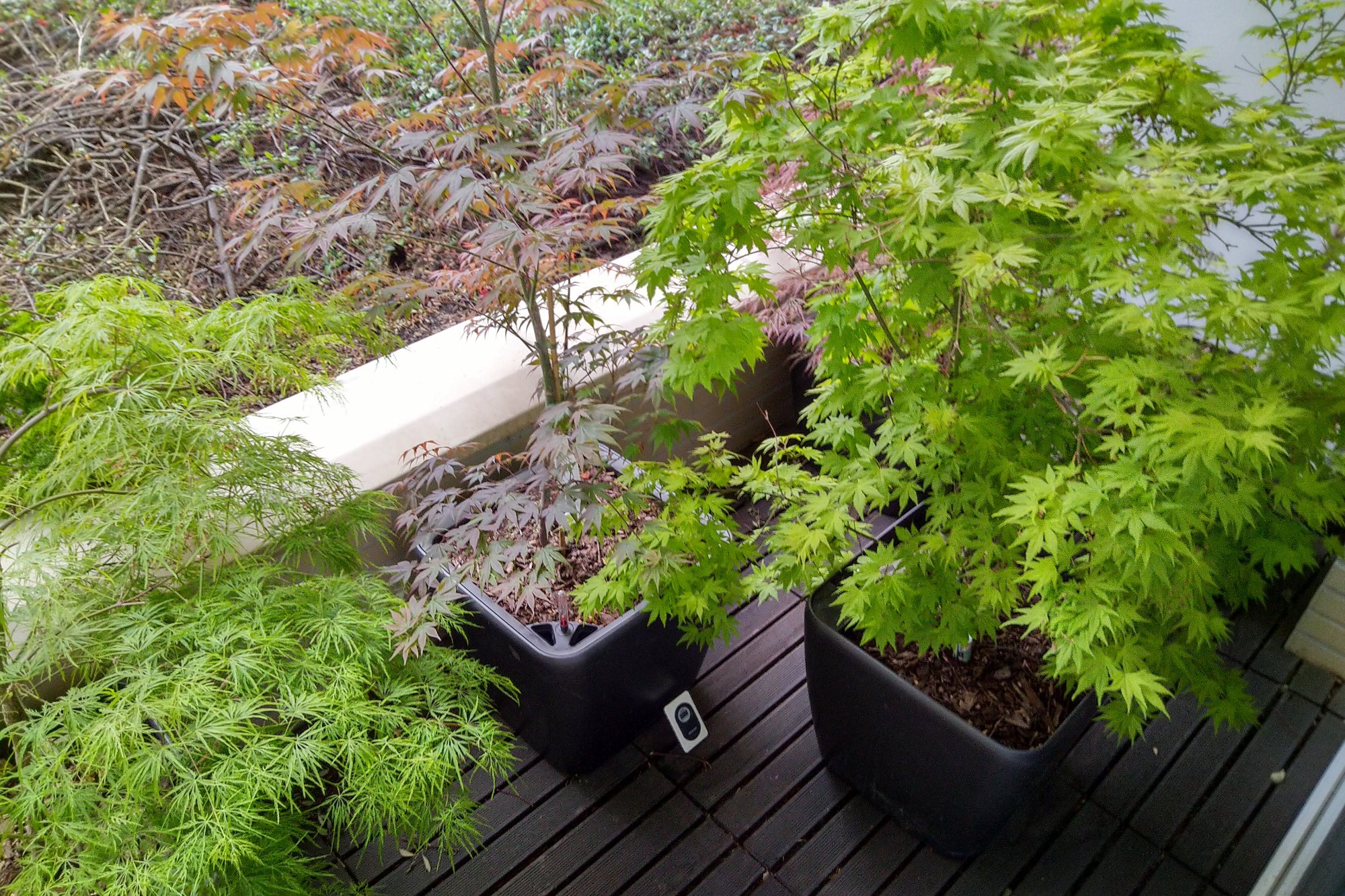 Private terrace with Japanese maples